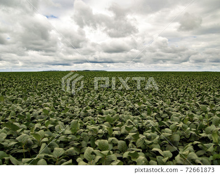 Brazil's vast soybean fields 72661873
