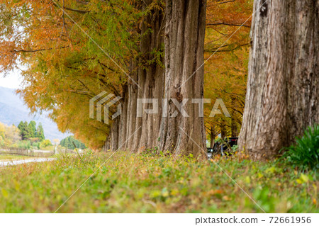Shiga Autumn Leaves Metasequoia Namiki 72661956