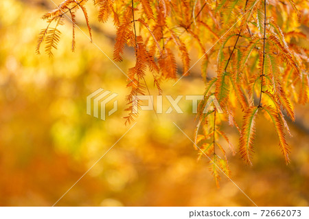 Shiga Autumn Leaves Metasequoia Namiki Shiga Autumn Leaves Metasequoia Namiki 72662073