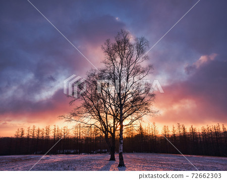 日出和樹木 72662303