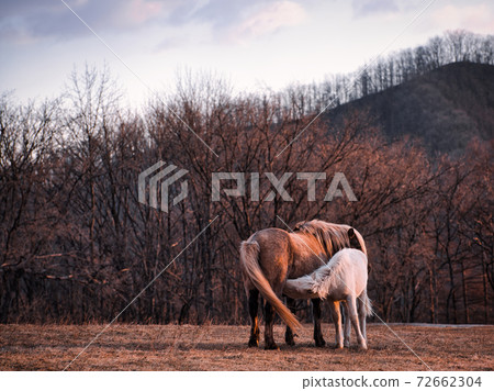 Horse parent and child 72662304