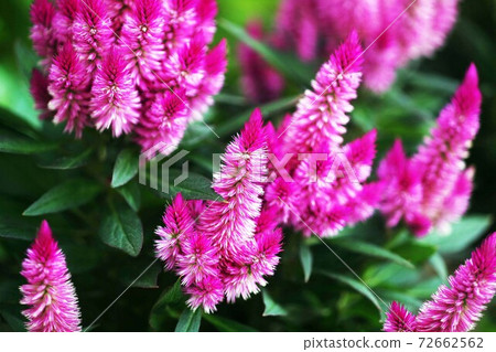 Celosia flower 72662562