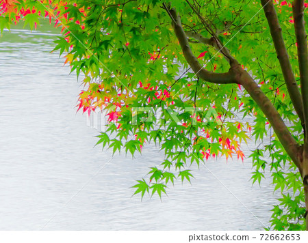 Colors of autumn leaves Colors of autumn leaves 72662653