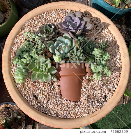 Bouquet made up of succulents Bouquet made up of succulents 72662809