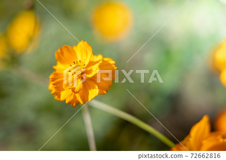 The background image of the colorful flowers The background image of the colorful flowers 72662816