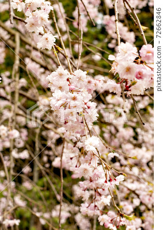 日本盛開的垂枝櫻花 72662846