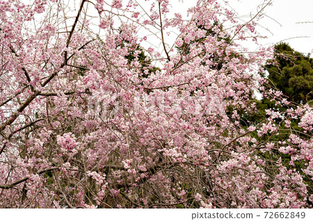 Weeping cherry blossoms in full bloom in Japan 72662849