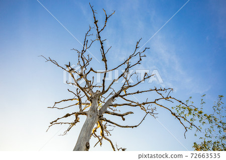 A big tree stands dead against the bright blue sky background and morning sun light. 72663535