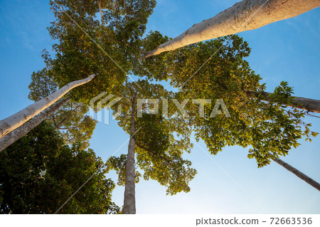 Big trees in bright blue sky and morning sun, nature forest conservation concept 72663536