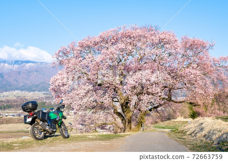 遊覽（長野縣上平市的一棵櫻花樹） 72663759