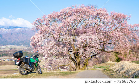 遊覽(長野縣上平市的一棵櫻花樹) 遊覽(長野縣上平市的一棵櫻花樹) 72663760