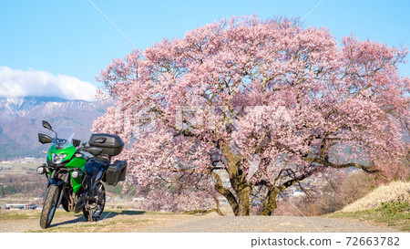 遊覽(長野縣上平市的一棵櫻花樹) 遊覽(長野縣上平市的一棵櫻花樹) 72663782