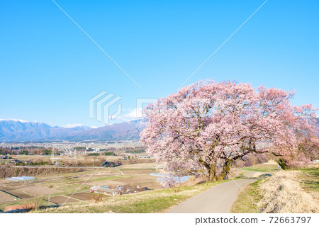 上層一棵櫻桃樹 上層一棵櫻桃樹 72663797