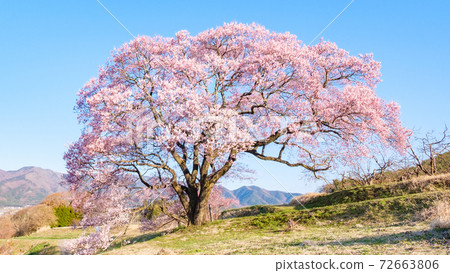 One cherry tree on the upper flat - Stock Photo [72663806] - PIXTA