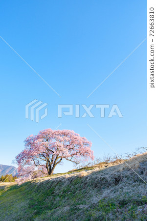 黎明時的櫻花(上層櫻花一枚) 黎明時的櫻花(上層櫻花一枚) 72663810