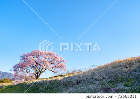 黎明時的櫻花(上層櫻花一枚) 黎明時的櫻花(上層櫻花一枚) 72663811