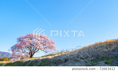 黎明時的櫻花(上層櫻花一枚) 黎明時的櫻花(上層櫻花一枚) 72663812