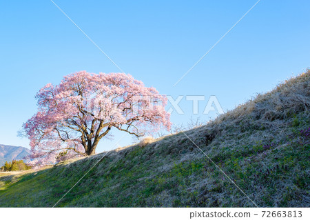 黎明時的櫻花(上層櫻花一枚) 黎明時的櫻花(上層櫻花一枚) 72663813