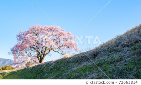 黎明時的櫻花(上層櫻花一枚) 黎明時的櫻花(上層櫻花一枚) 72663814