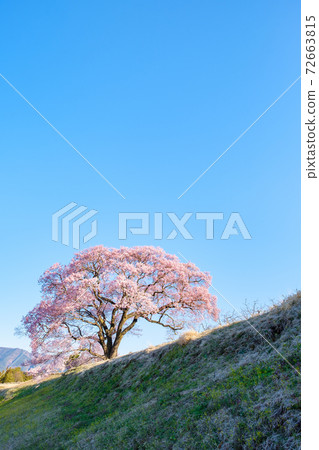 黎明時的櫻花(上層櫻花一枚) 黎明時的櫻花(上層櫻花一枚) 72663815