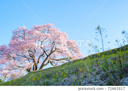 黎明時的櫻花(上層櫻花一枚) 黎明時的櫻花(上層櫻花一枚) 72663817