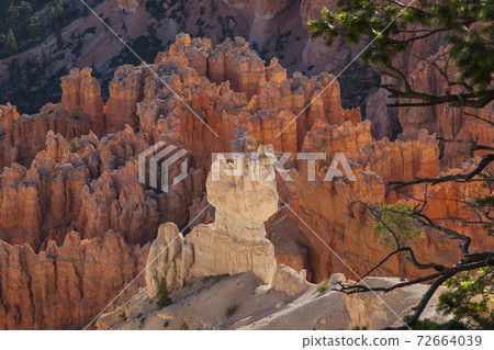 Bryce Canyon National Park Hoodoos from above Bryce Canyon National Park Hoodoos from above 72664039