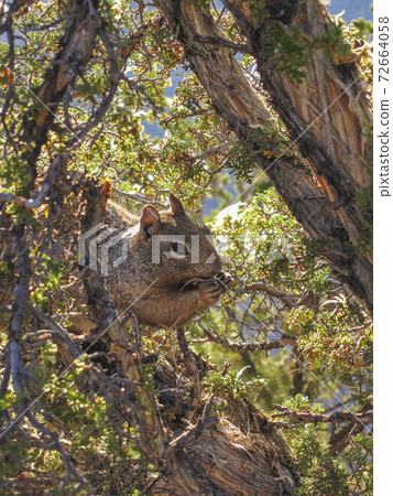 Squirrel having a munch up on a tree Squirrel having a munch up on a tree 72664058