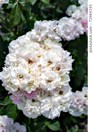 Close-up of roses in full bloom in Japan 72664193
