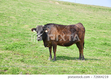 Ranch cattle 72664219