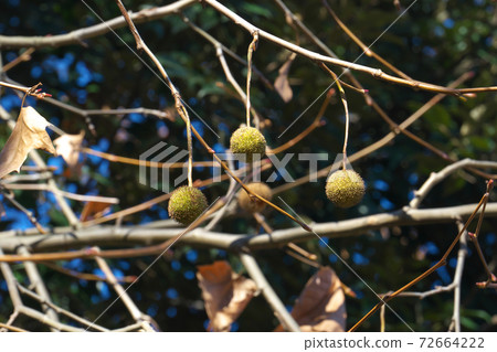 American sycamore in winter The leaves have fallen, making it easier to see the fruits and winter buds. 72664222