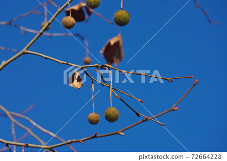 American sycamore fruit, winter buds can be seen in December 72664228