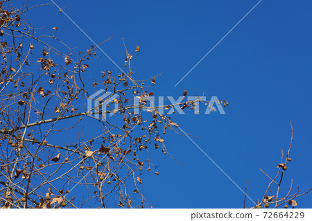 冬季美國鈴木（Suzukakenoki）樹葉飄落，果實在12月變得更容易看見 72664229