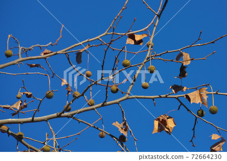 Winter American sycamore fruit leaves fall off to make it easier to see December 72664230