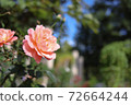 Pink roses taken at Frarie in Nagoya City, Aichi Prefecture 72664244