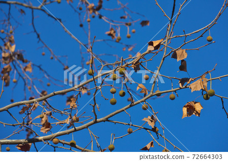 American sycamore fruit December 72664303