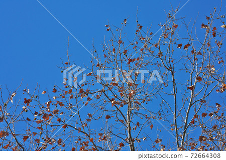 American sycamore in winter, leaves fall and fruits stand out in December 72664308