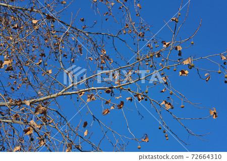 American sycamore in winter, leaves fall and fruits stand out in December 72664310