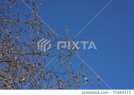 American sycamore in winter, leaves fall and fruits stand out in December 72664313