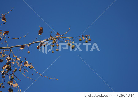 Fruits of American sycamore: Leaves fall and become easier to see in winter December Fruits of American sycamore: Leaves fall and become easier to see in winter December 72664314