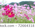 Pink flowers in the cosmos field in Osaka 72664318