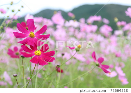 在大阪的波斯菊領域的粉紅色花朵 72664318