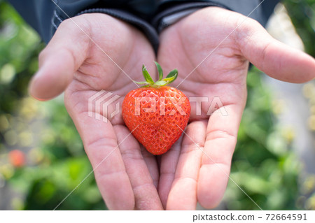 Amaou, a strawberry farmer holding strawberries in his hand 72664591