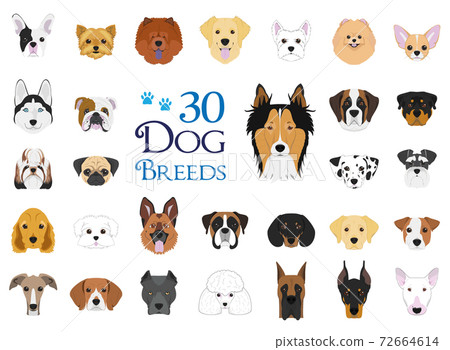 Dog breeds Vector Collection: Set of 30 different dog breeds in cartoon style. 72664614