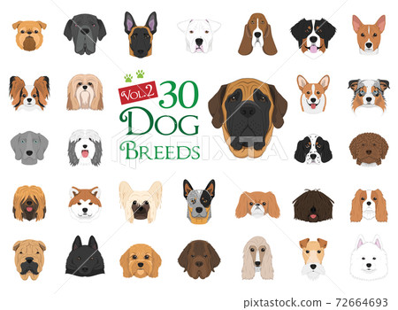Dog breeds Vector Collection: Set 2. 30 different dog breeds in cartoon style. 72664693