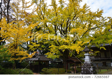 Nishinenji Temple 2020-11-8 # 52 Nishinenji Temple 2020-11-8 # 52 72665087