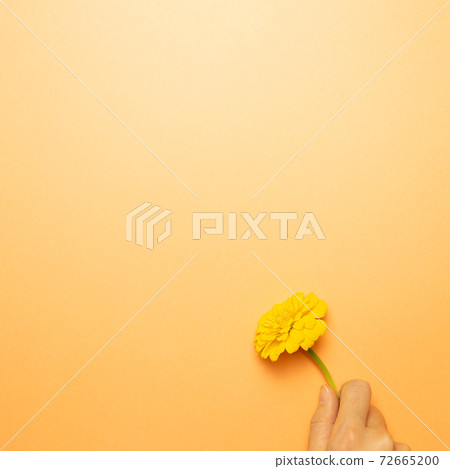 Hand of holding yellow chrysanthemum flower on orange background. top view, copy space 72665200