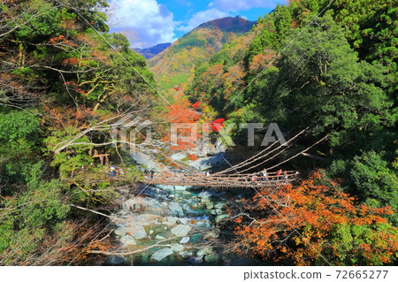 [德島縣]秋葉伊谷的倉橋 72665277