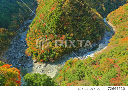 [德島縣]日野寺山谷（伊谷地區）的秋葉 72665310