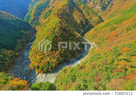 [德島縣]日野寺山谷（伊谷地區）的秋葉 72665311