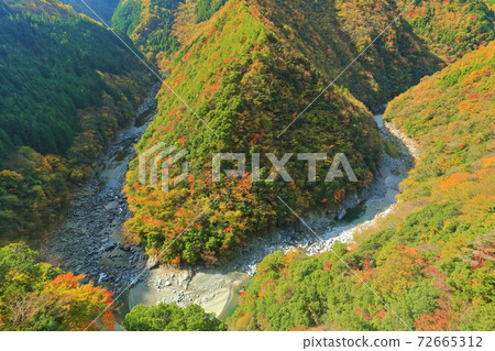 [德島縣]日野寺山谷（伊谷地區）的秋葉 72665312